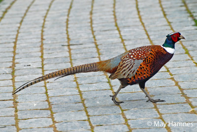 Fasan at Blenheim Palace Oxford Fasan