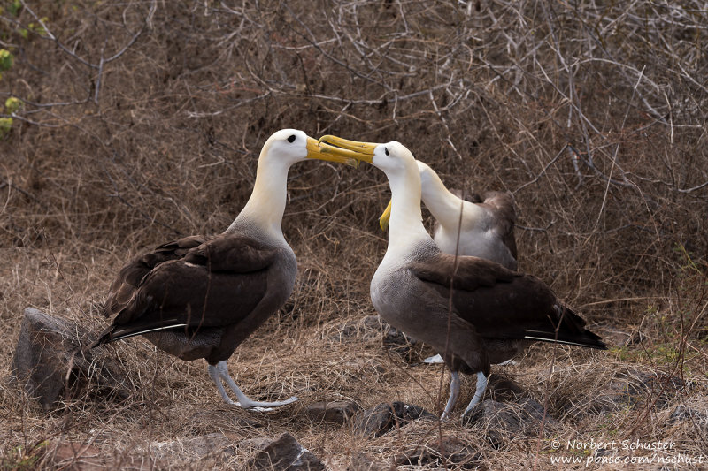 Espanola - Waved Albatrosses
