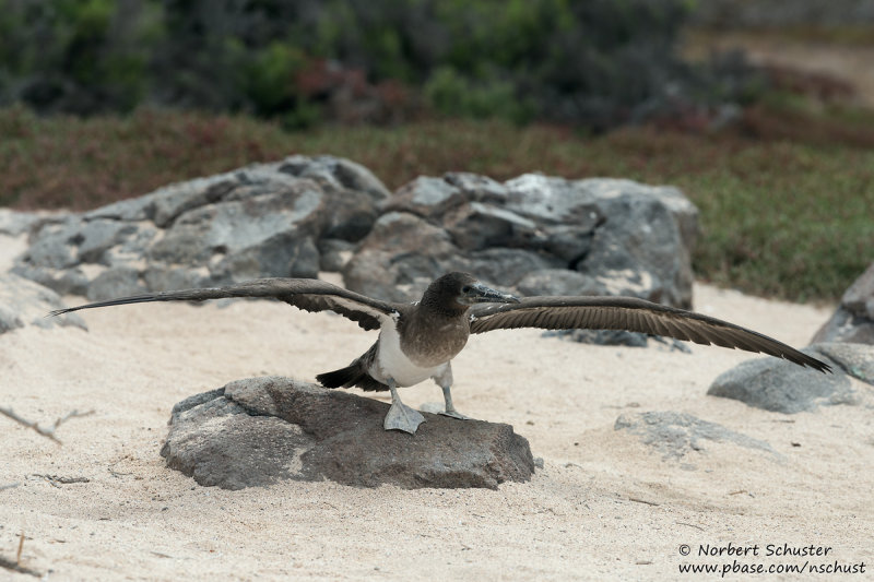 Seymour - Juvenile Blue-Footed Booby