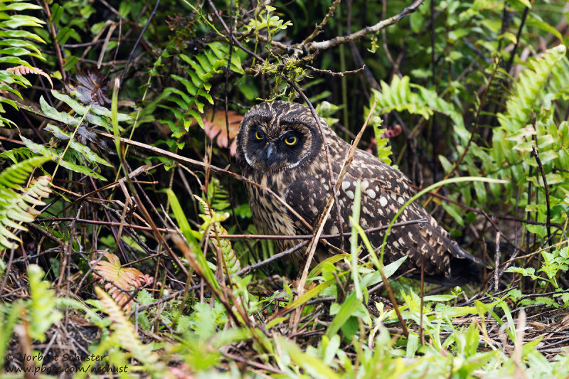 Santa Cruz - Short-eared Owl
