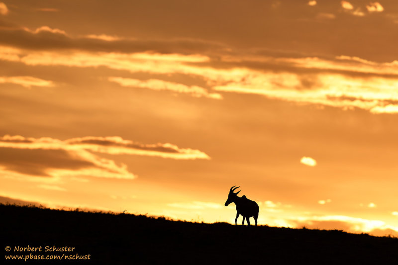 Day 4: Early Morning In Masai Mara