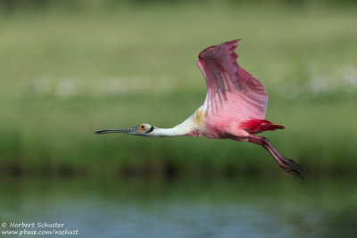 Roseate Spoonbill 