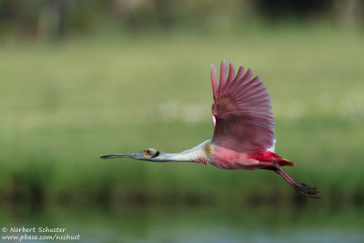 Roseate Spoonbill 