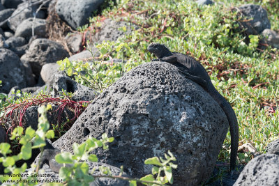 San Cristóbal - The First Marine Iguana