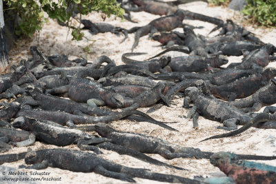 Espanola - Marine Iguanas