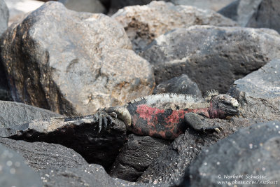 Espanola - Marine Iguana