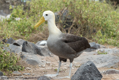 Espanola - Waved Albatross