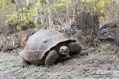 Isabela - Galpagos Giant Turtoise In The Wild