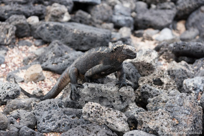 Santa Cruz,Tortuga Bay - Marine Iguana