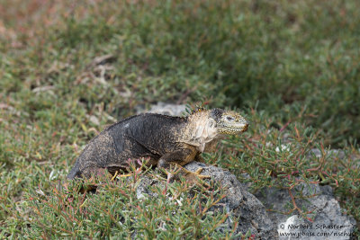 Isla Plaza Sur - Land Iguana