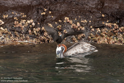 Leon Dormido - Lava Gull And Brown Pelican