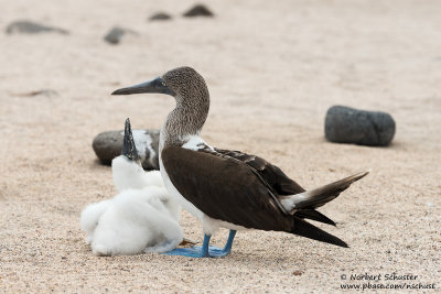 Seymour - Blue-Footed Booby With Chick