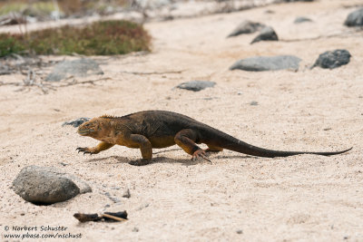 Seymour - Land Iguana