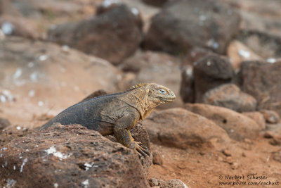 Seymour - Land Iguana