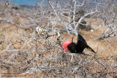 Seymour - Male Frigatebird