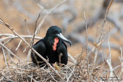 Seymour - Male Frigatebird