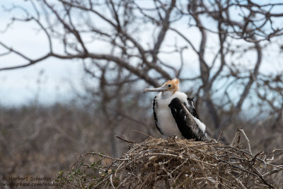 Seymour - Juvenile Frigatebird