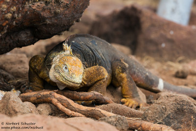 Seymour - Land Iguana