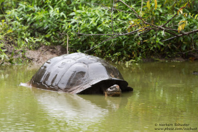 Wild Galpagos Giant Turtoise On Farmland