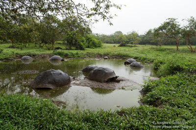 Wild Galpagos Giant Turtoise On Farmland