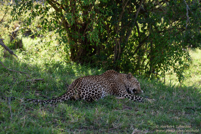 Day 2: Leopard Eating A Young Warthog