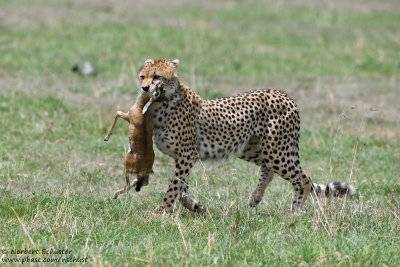 Day 3: A Cheetah Got A Thomson's Gazelle