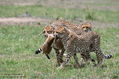 Day 3: Cheetahs With Their Prey