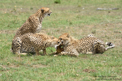 Day 3: Cheetahs With Their Prey