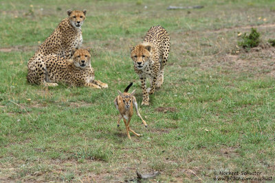 Day 3: Cheetahs Playing With Their Prey