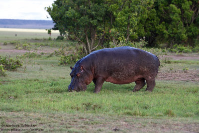 Day 1: Hippopotamus 