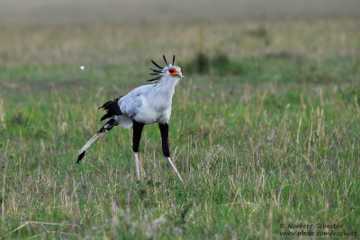 Day3: Secretary Bird