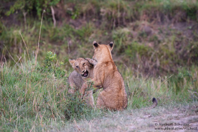 Day 3: Young Lions Playing