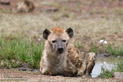 Day 4: Hyena