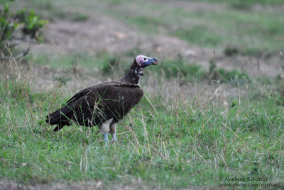 Day 4: Lappet-faced Vulture