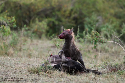 Day 4: One Hyena Caught A Wildebeest