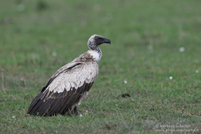 Day 2: White-backed Vulture