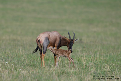 Day 2: Newborn Topi With Mom