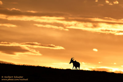 Day 4: Early Morning In Masai Mara