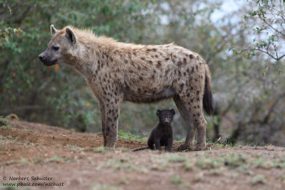 Day 6: Baby Hyena With Mom