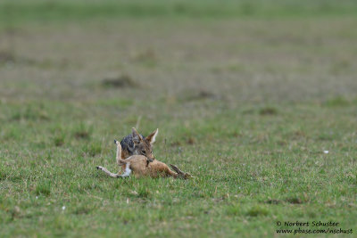 Day 4: A Jackal Got A Thomson's Gazelle