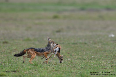 Day 4: A Jackal Got A Thomson's Gazelle