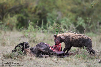 Day 4: One Hyena Caught A Wildebeest