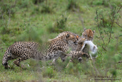 Day 6: Two Cheetahs Caught A Hare