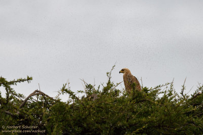 Day 6: Tawny Eagle