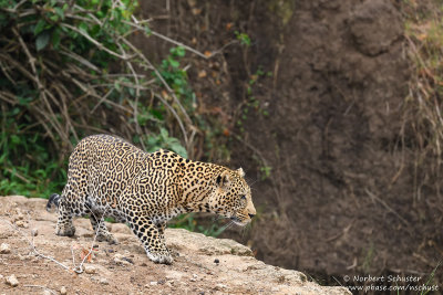 Day 6: An Impressive Leopard