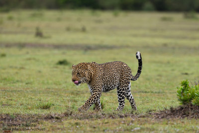 Day 6: An Impressive Leopard
