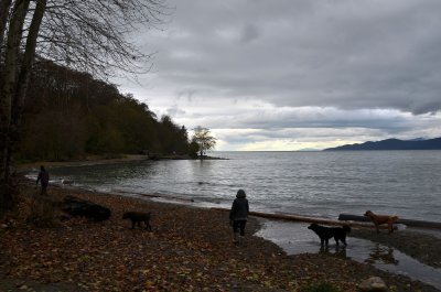 dogs