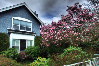 magnolia