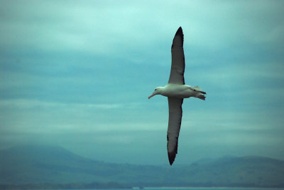 albatross