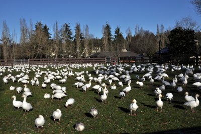 Snow Geese